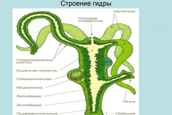 Kraken верификация